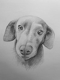 a pencil drawing of a dachshund dog