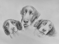 a pencil drawing of three dogs looking at each other