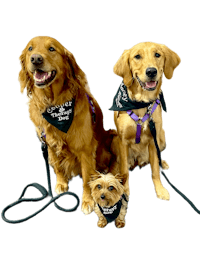 three golden retrievers and a small dog on a leash