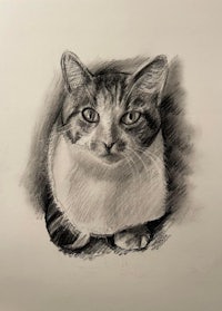 a pencil drawing of a cat