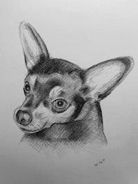 a black and white drawing of a chihuahua