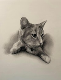 a pencil drawing of a cat laying down